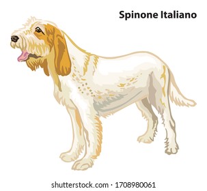 Colorful decorative portrait of standing in profile Dog Spinone Italiano, vector isolated illustration on white background. Stock illustration