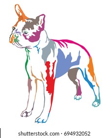 Colorful decorative portrait of standing in profile boston terrier, vector isolated illustration on white background