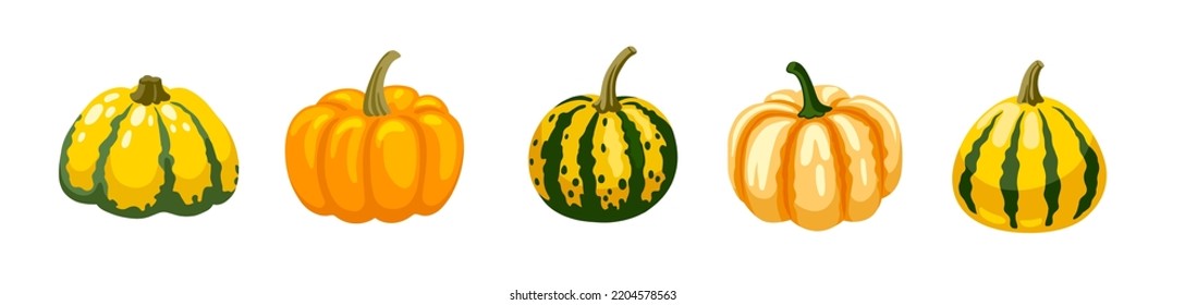 Colorful decorative pumpkins set. Spotted striped gourds collection. Autumn fall vegetable. Vector hand drawn isolated illustration.