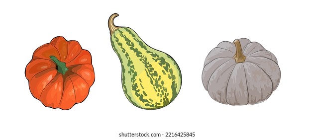 Farbige Zierkürbisse. Kollektion von gestreiften Ziegeln. Herbstgemüse im Herbst. Vektorhandgezeichnet, einzelne Illustration auf Weiß. Halloween und Danksagsymbol. Vorlage entwerfen. 