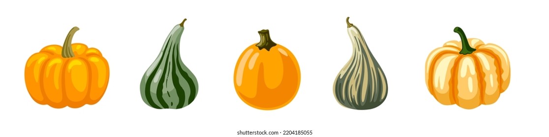 Colorful decorative pumpkins, squashes set. Spotted striped gourds collection. Autumn fall vegetable. Vector hand drawn isolated illustration.