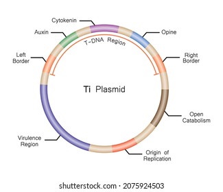 Colorful Deseigning Of Ti Plasmid Structure. Vector Illustration.