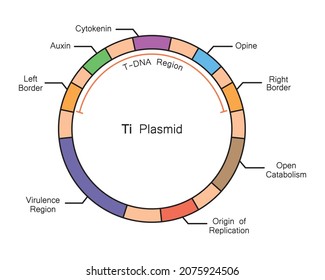 Colorful Deseigning Of Ti Plasmid Structure. Vector Illustration.
