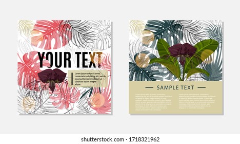 Conjunto de plantillas de diseño colorido. Flor tacca morada oscura y hojas de monstera. Colección de dos tarjetas cuadradas.