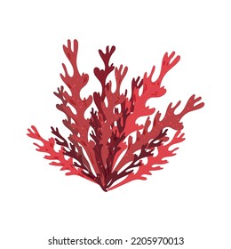 Colorful detailed algae. Illustration isolated on white background.
