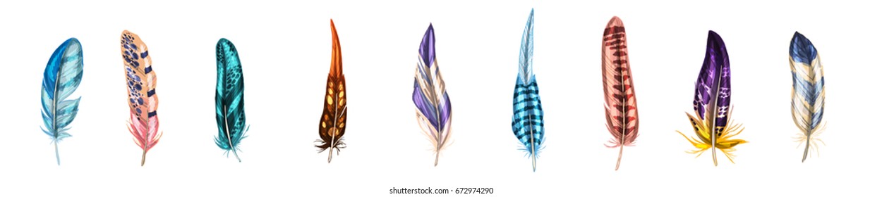 Colorful detailed bird feathers, isolated on white background. Vector
