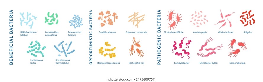 Farbiges und detailliertes Diagramm, das Krankheitserreger, opportunistische und nützliche Bakterien und Probiotika zeigt.