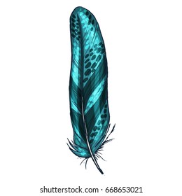 Colorful detailed green bird feather, isolated on white background, Vector illustration