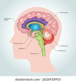 Colorful diagram of the human brain with labels for key parts including cortex, cerebellum, and brain stem.