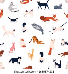 Colorful different cat breeds seamless pattern isolated on white background. Various domestic animal playing, sitting and lying vector flat illustration. Decorative cute pet