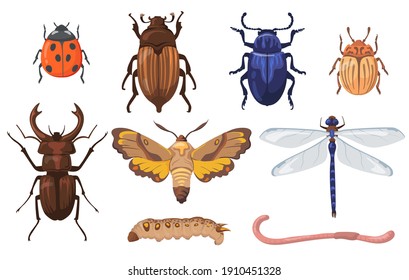 Coloridos y diferentes insectos, gusanos y bichos planos para el diseño web. Escarabajos de campo de dibujos animados, gusanos, lombrices de tierra y libélula aislada colección de ilustraciones vectoriales. El concepto de plagas y agricultura