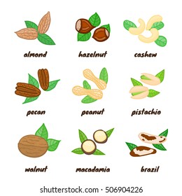 Colorful doodle nuts including almond, hazelnut, cashew, pecan, peanut, pistachio, walnut, macadamia, brazil isolated on white background.