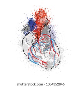 Colorful drawing of human heart vector illustration.