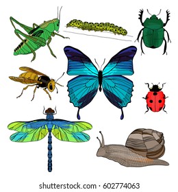 Colorful drawing insects collection with grasshopper wasp snail ladybird dragonfly butterfly bug and caterpillar isolated vector illustration