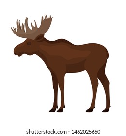 Colorful drawing of a moose. A standing single brown elk with big horns. Vector illustration isolated on white background, flat style.