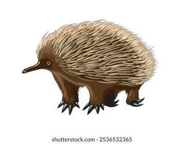 Echidna Colorido. Austrália e Nova Guiné ilustração de vetor isolado de animal exótico