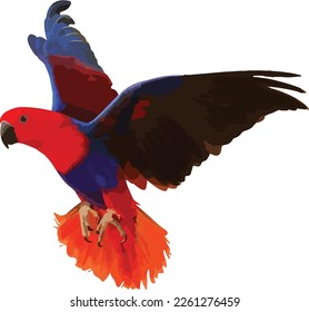 Colorful Eclectus parrot flying isolated on white background. Vector illustration