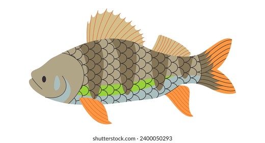 colorful european perch fish wild nature predator animal freshwater river or lake swim underwater