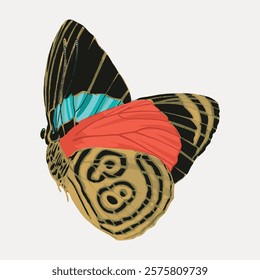 Colorful exotic butterfly vintage insect, illustration isolated on white, vector. Vintage famous artwork by E.A. Séguy, old butterfly art illustration vector.