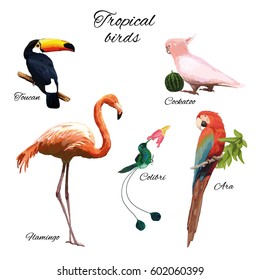 Colorful exotic fauna concept with different beautiful tropical birds on white background isolated vector illustration