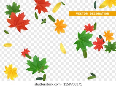 Colorful Fall Foliage. Autumn leaves maple and other trees. Falling effect on transparent background.
