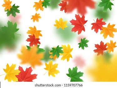 Colorful Fall Foliage. Autumn leaves maple and other trees. Falling effect on white background.