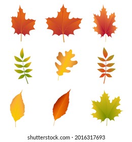 Colorful fall leaves set. Realistic bright autumn fallen leaves. Orange Maple, yellow oak leaf. Design elements collection. Vector illustration isolated on white background.