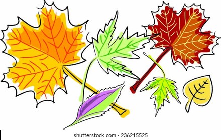 colorful fall maple leaves