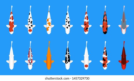 Colorful fancy carp fishes illustration vector isolated on blue background