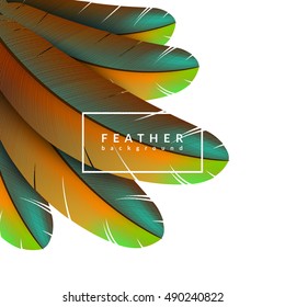 Colorful feather background. Beautiful bird feathers composition. Eps10 vector illustration.