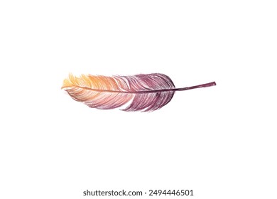 Colorful feather element vector design