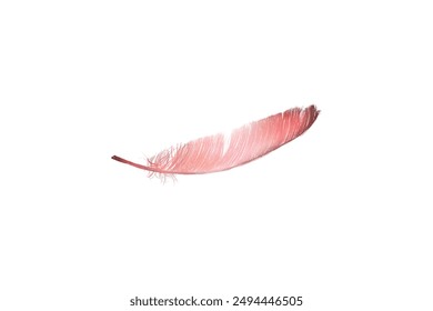 Colorful feather element vector design