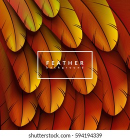 Colorful feathers background. Abstract feather composition. Eps10 vector illustration.