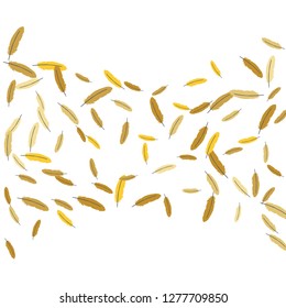 Colorful feathers. Prints of Colored feathers Design for Goods for Pets. Simple Pattern for Print, Logo or Poster. Vector Confetti Background.
