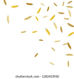 Colorful feathers. Prints of Colored feathers Design for Goods for Pets. Simple Pattern for Print, Logo or Poster. Vector Confetti Background.

