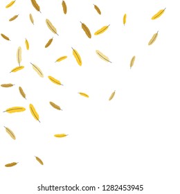 Colorful feathers. Prints of Colored feathers Design for Goods for Pets. Simple Pattern for Print, Logo or Poster. Vector Confetti Background.
