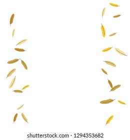 Colorful feathers. Prints of Colored feathers Design for Goods for Pets. Simple Pattern for Print, Logo or Poster. Vector Confetti Background.
