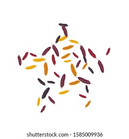 Colorful feathers. Prints of Colored feathers Design for Goods for Pets. Simple Pattern for Print, Logo or Poster. Vector Confetti Background.
