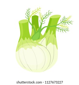 Colorful fennel vector illustration isolated on white background.