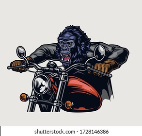 Colorful ferocious gorilla head moto rider driving motorcycle in vintage style isolated vector illustration