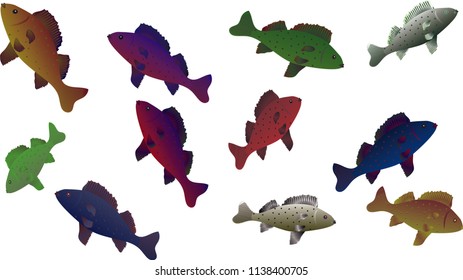 the colorful fish