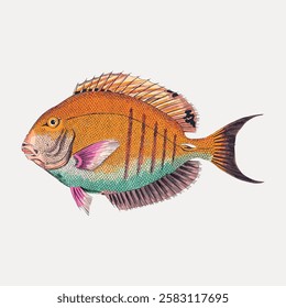 Colorful fish illustration with vibrant scales. The fish features orange, pink, and green hues. Detailed fish design showcasing unique patterns and textures. Vintage animal illustration vector.