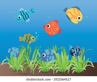 colorful fish swimming in aquarium