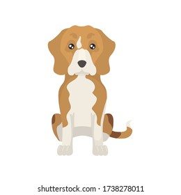 Colorful flat illustration of beagle. Dog flat icon. Vector.