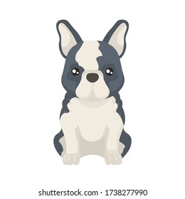 Colorful flat illustration of French Bulldog. Dog flat icon. Vector.