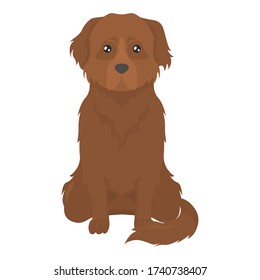 Colorful flat illustration of Newfoundland. Dog flat icon. Vector.