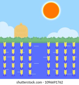 Colorful flat rice field