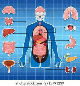 Colorful flat vector diagram of human internal organs on blue medical grid background