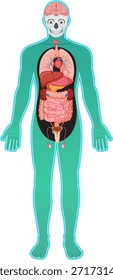 Ilustração vetorial plana colorida da anatomia humana com órgãos visíveis, cérebro, esqueleto, visão frontal