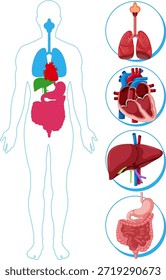 Ilustração vetorial plana colorida da silhueta humana com diagramas detalhados de close-up de órgãos internos